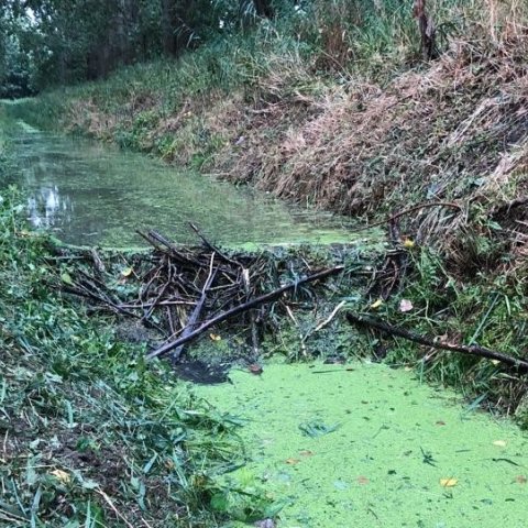 Beverdam in Dussen, in de droge zomer van 2018.