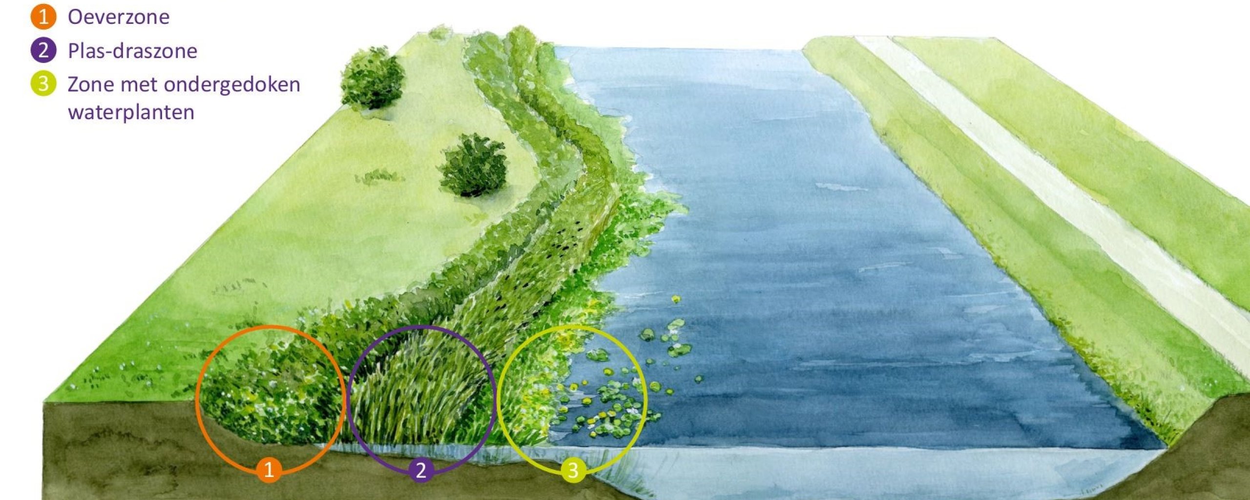 Een natuurvriendelijke oever is onder te verdelen in drie zones: oeverzone, plas-draszone en een zone met ondergedoken waterplanten