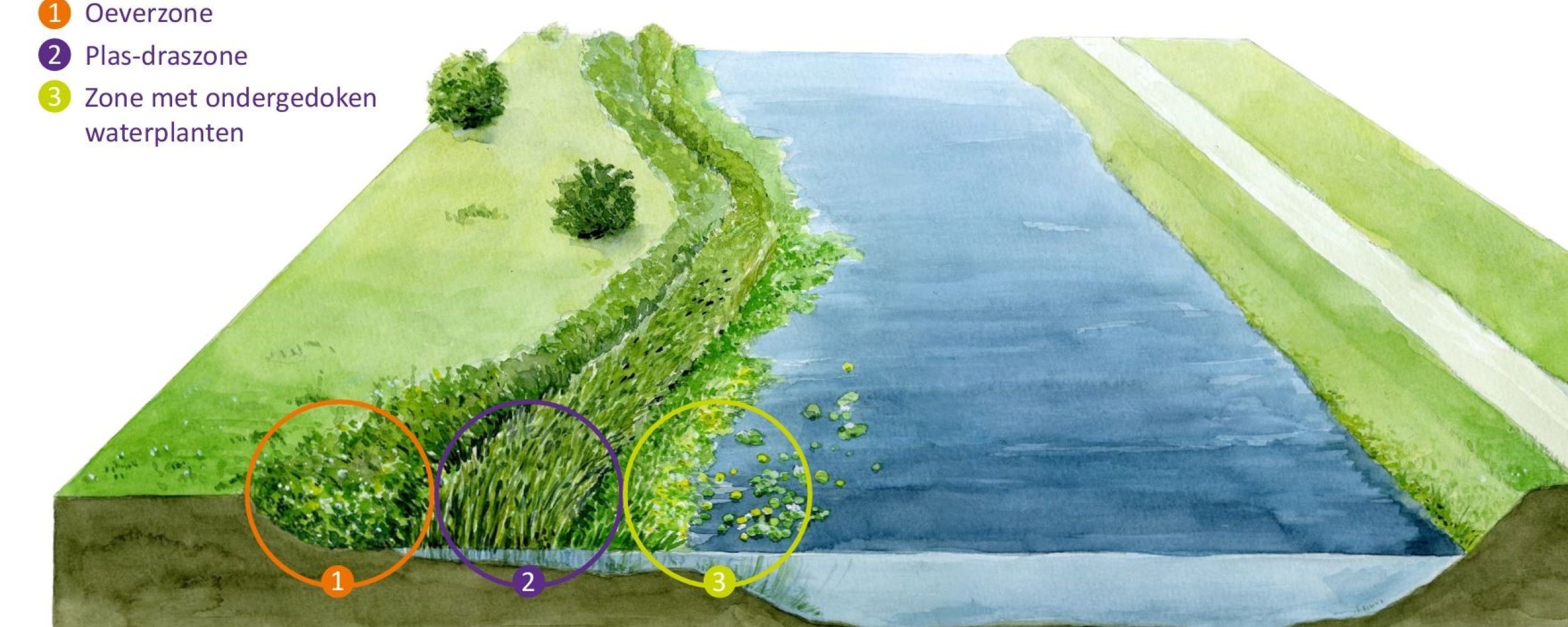 Een natuurvriendelijke oever is onder te verdelen in drie zones: oeverzone, plas-draszone en een zone met ondergedoken waterplanten