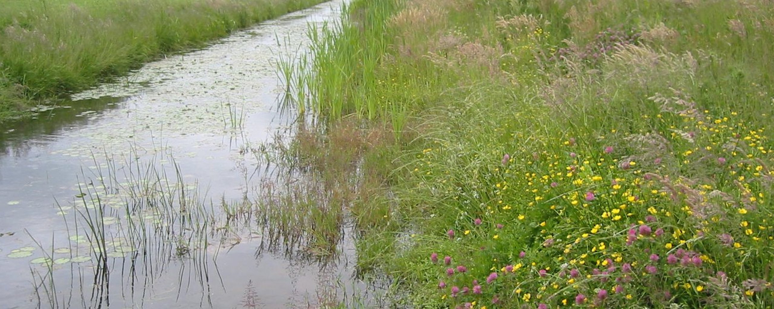 foto van een natuurvriendelijke oever