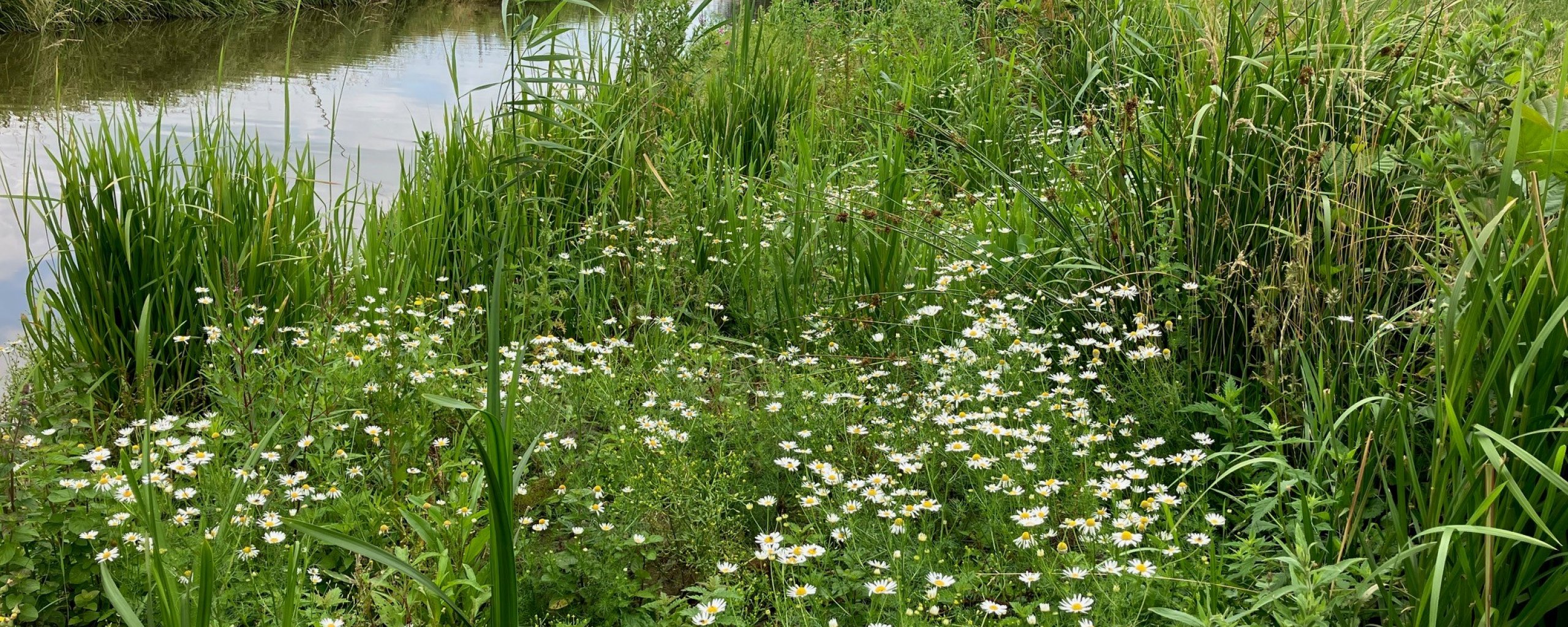 beeld van water met verschillende plantjes en bloemen op oever naast water