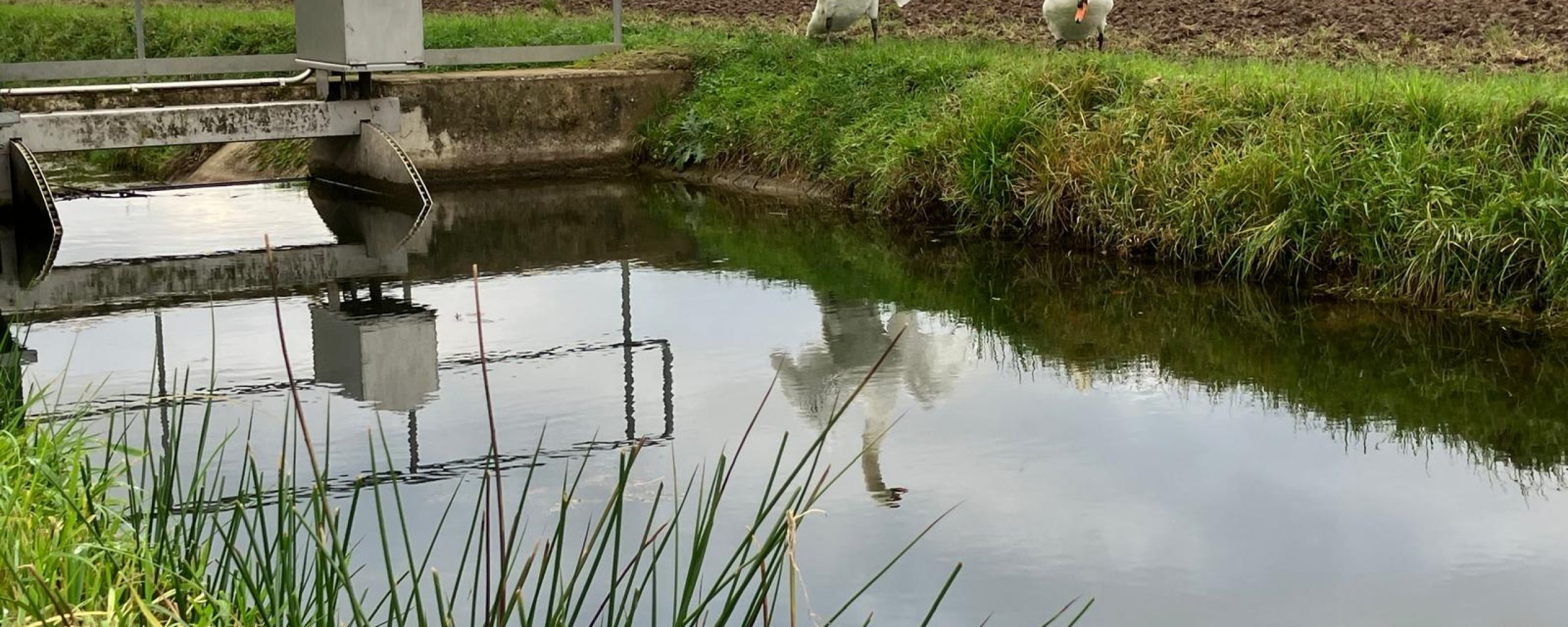Zwanen bij stuw Slijk Ewijk