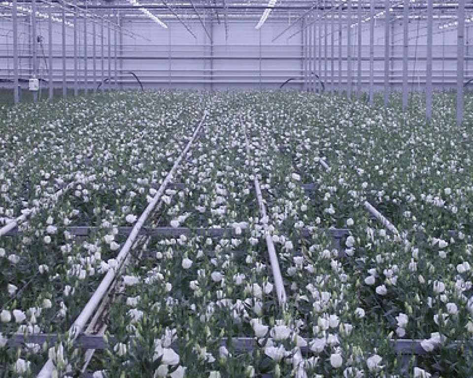 Bloemenkas