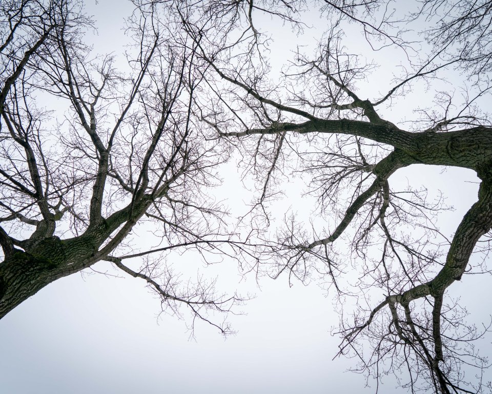 Bomen in Alblasserwaard.
