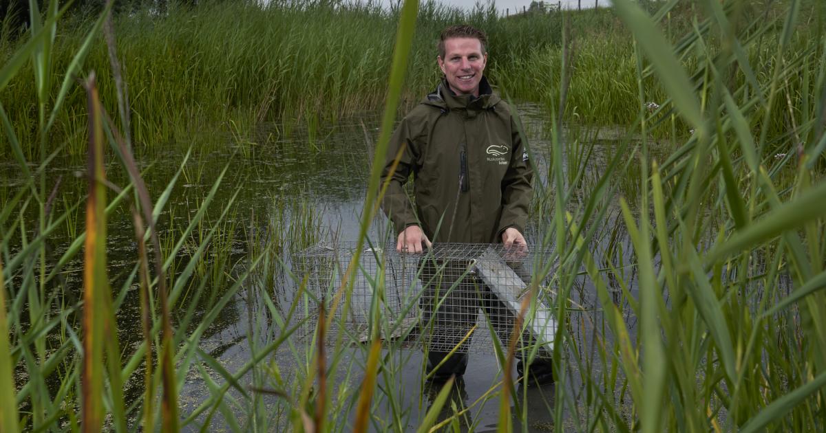 Life MICA: Europese Aanpak Muskus- En Beverratten | Waterschap Rivierenland