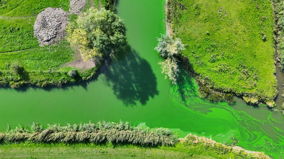 Waarschuwing: veel blauwalg bij Rijksche Sluis tussen Alphen en Maasbommel