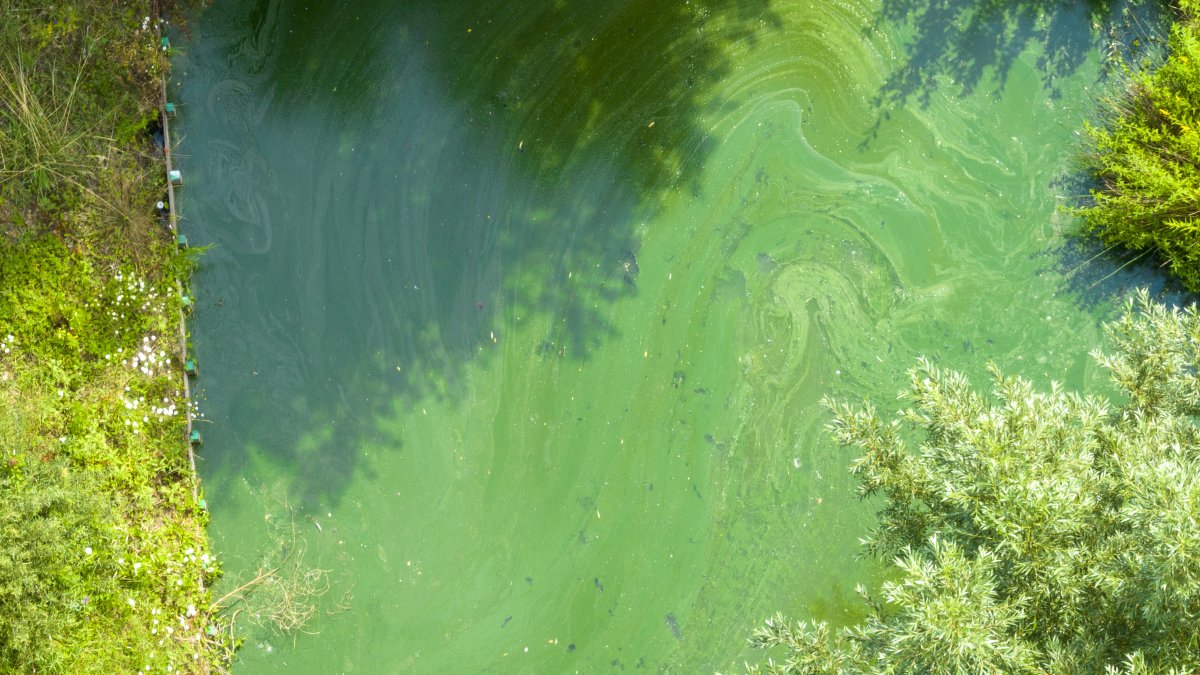 Waarschuwing: veel blauwalg in water bij Bern en Wijk en Aalburg