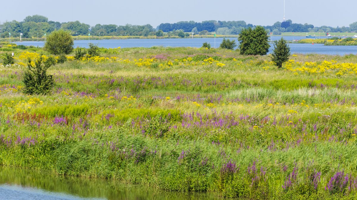 Water- en klimaatbuffers Land van Maas en Waal