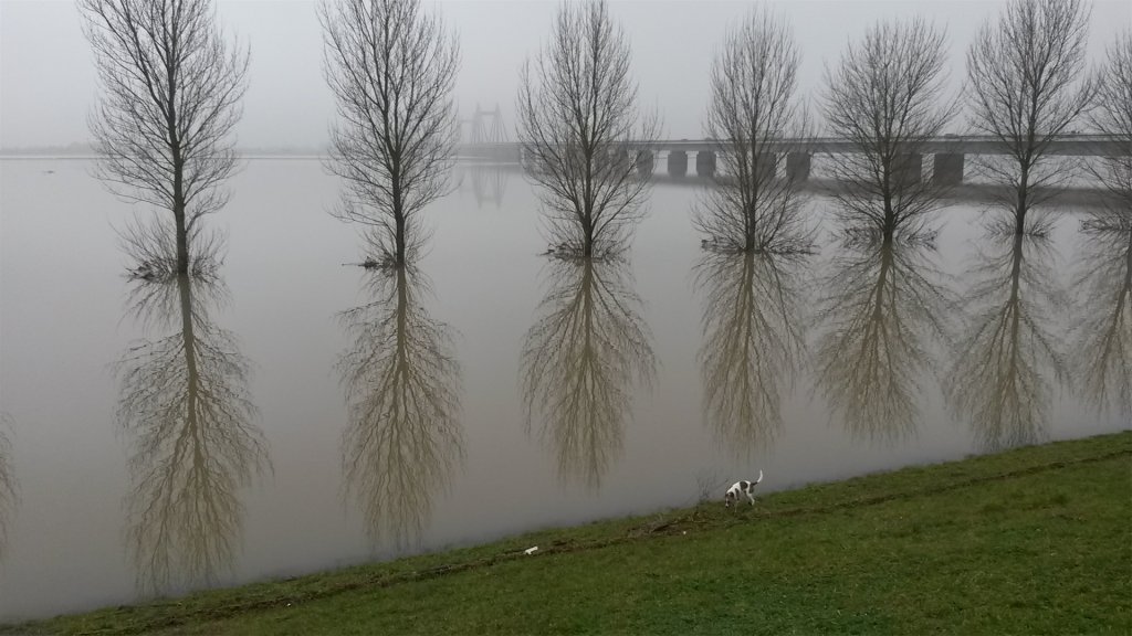 Hoogwater in de Waal met hond Appie aan de rand van het water