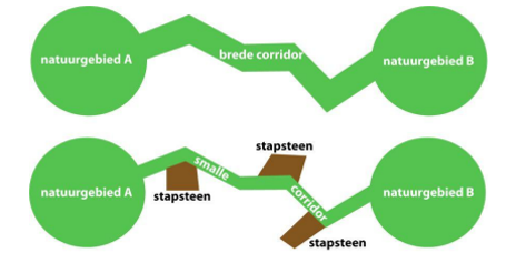 Schematische voorstelling van de mogelijke vormgeving van een EVZ, bestaande uit een brede corridor (boven) of een smallere corridor met stapstenen (onder). 