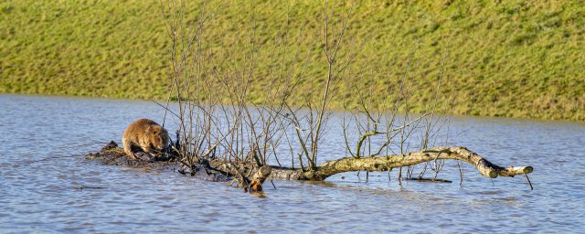 Knagende bever op grote tak die op het water drijft