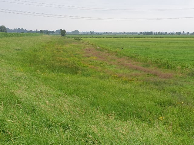 Voorbeeld reeds aanwezige hooilandvegetatie bij het Achterwaterschap