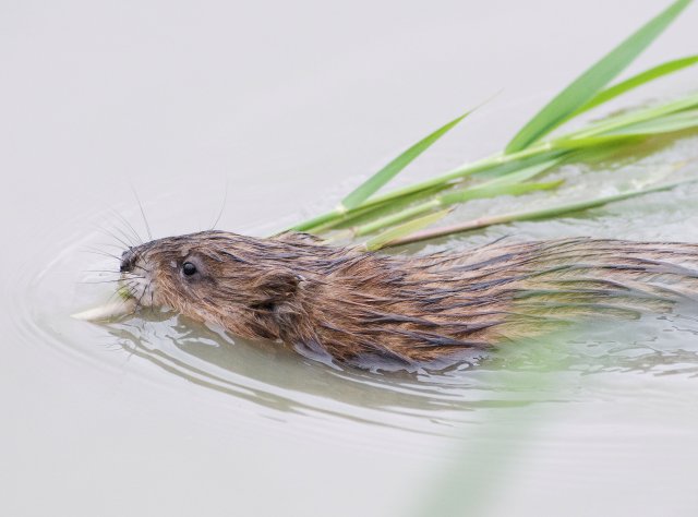 Muskusrat