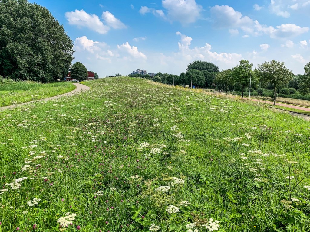 Bloemrijke primaire waterkering bij Bolnes