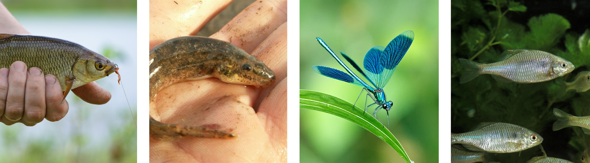 Voorbeelden van vis- en insectensoorten die profiteren van vismigratievoorzieningen 