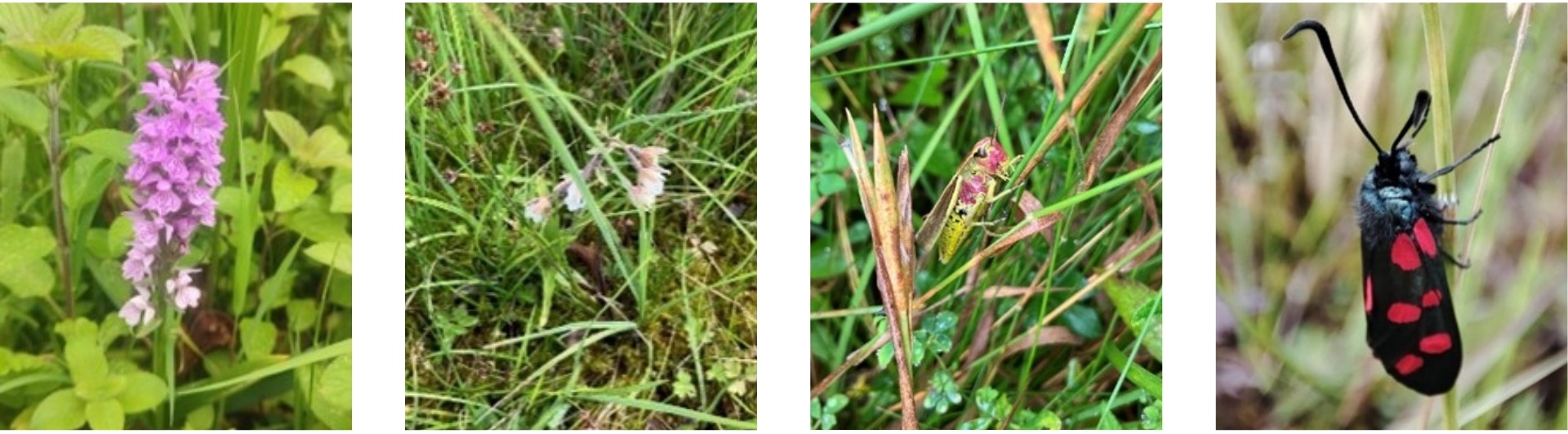 Planten en insecten in natuurvriendelijke bergingen