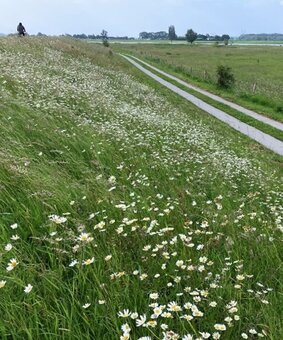 Bij-vriendelijke dijk