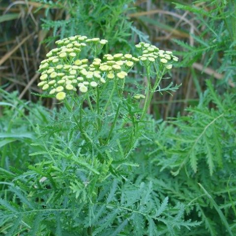 blad boerenwormkruid