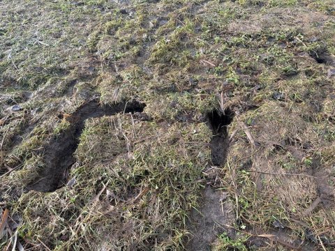 Muskusrattenschade in de dijk