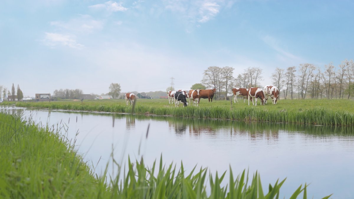 Meer ruimte voor planten, dieren en schoon water langs de Nieuwe Wetering