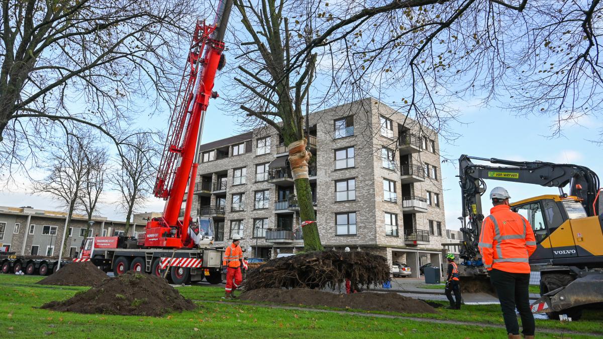 Karakteristieke lindes blijven behouden voor Holtenbroek