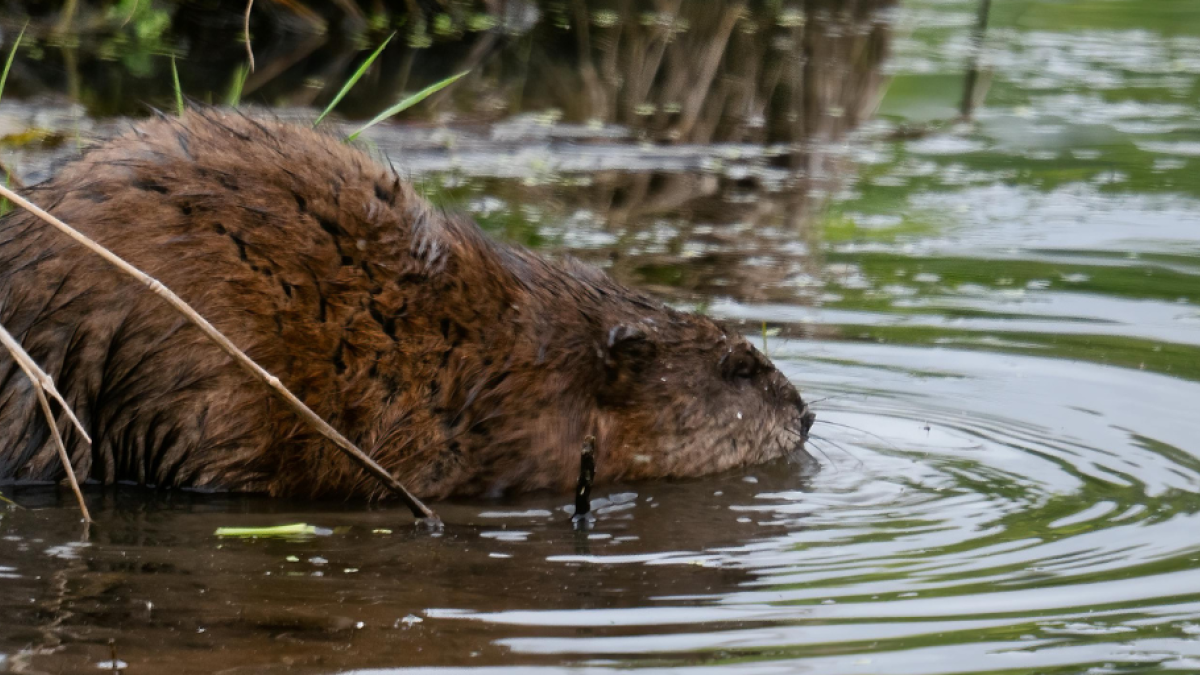 Meer muskus- en beverratten gevangen langs Duitse grens Noordoost-Nederland