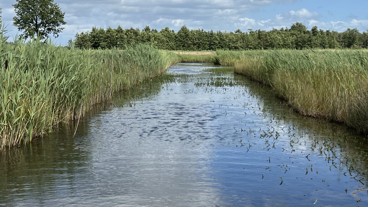 Verwijderen probleemplanten van start in Weerribben-Wieden