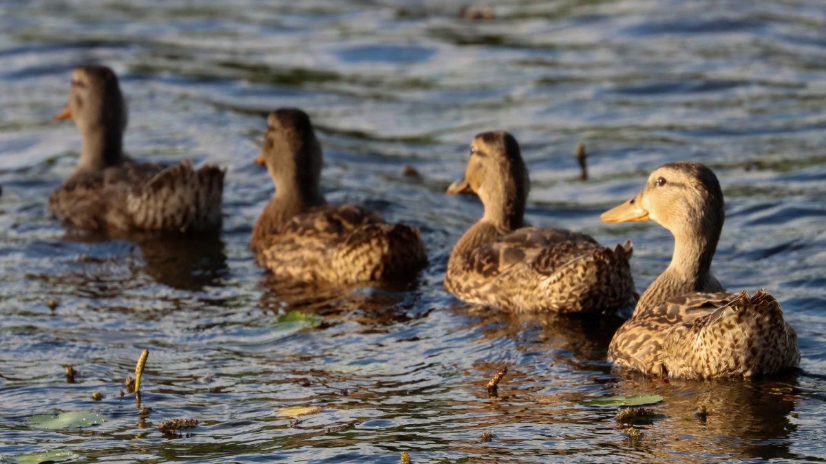 Vermoeden van botulisme in vijver Keizerslanden in Deventer