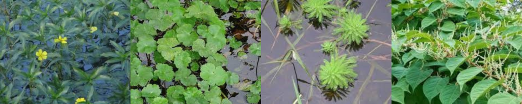 V.l.n.r.: Waterteunisbloem, Grote Waternavel, Parelvederkruid en Japanse Duizendknoop.