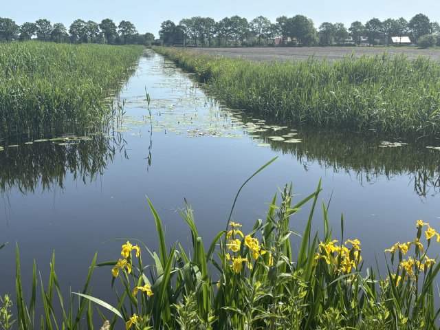 Volle sloot met bloemen op voorgrond