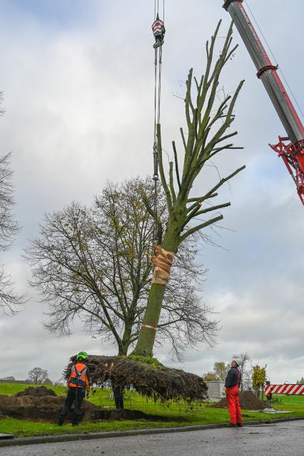 Boom wordt met hijskraan opgetild om te kunnen verplaatsen.