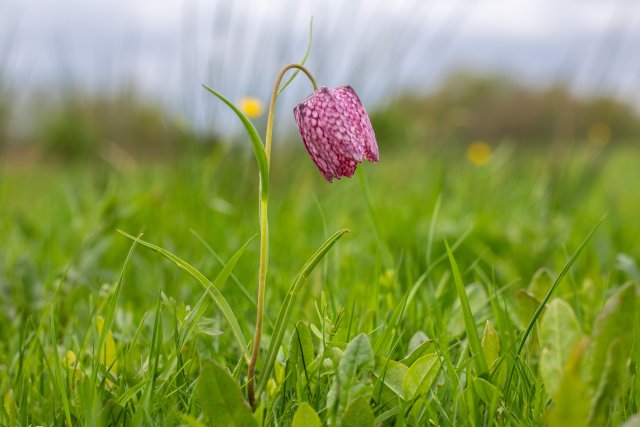 Foto van wilde kievitsbloem in uiterwaarden van de Vecht