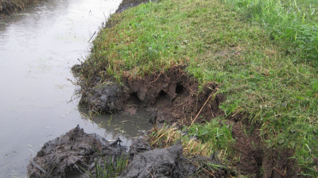 Muskusrat graafschade