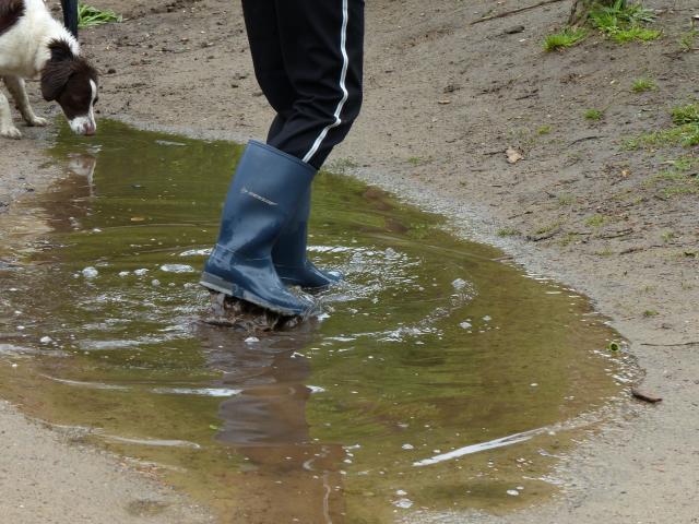 Regenlaarsjes in een plas met water, hond op de achtergrond