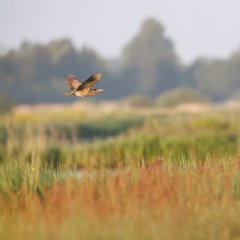 Vliegende roerdomp gefotografeerd door Vincent van Zalinge