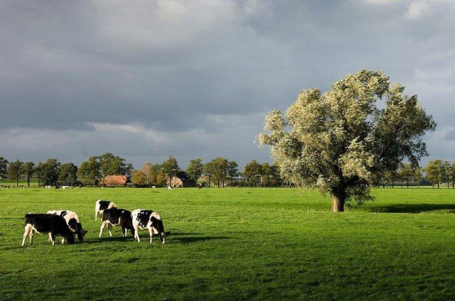 Middag Humsterland