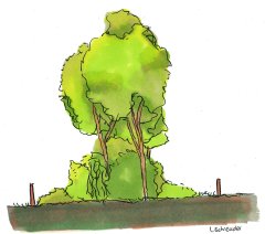 Illstratie van een houtsingel met dubbele rij