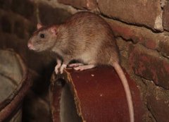 Een rat op een buis die uit een muur steekt