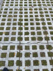 Voorbeeld grasdoorlatende stenen