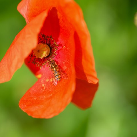 Klaproos Heuvelrugtuin