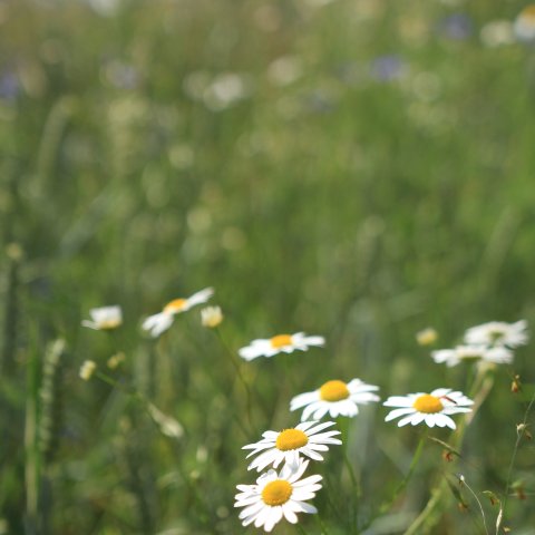 gewone Margriet