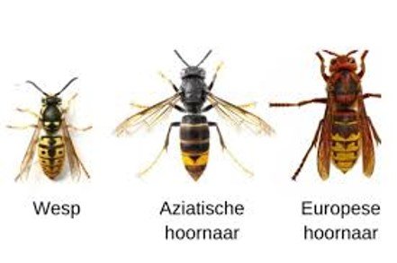 Vergelijking van een wesp, een Aziatische hoornaar en een Europese hoornaar naast elkaar, zodat de verschillen in grootte en uiterlijk zichtbaar zijn.
