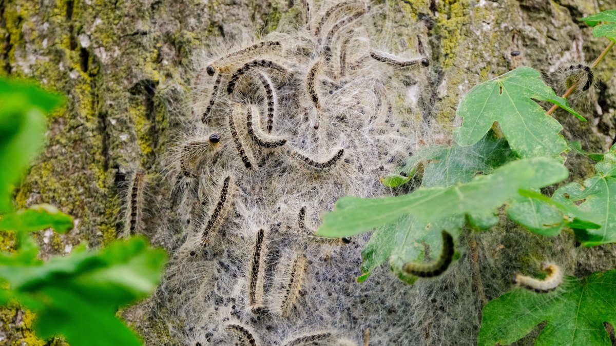 Bestrijding eikenprocessierups in bomen van de gemeente