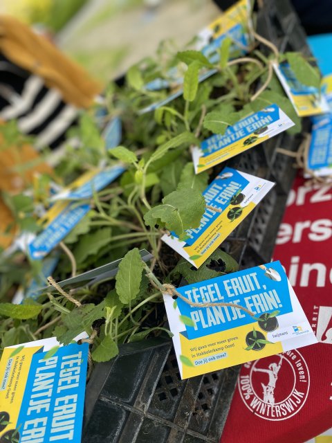 Plantje met kaartje met daarop tekst: Tegel eruit, plantje erin. Wij gaan voor meer groen in Hakkelerkamp Oost. Doe jij ook mee? Heijmans/gemeente Winterswijk