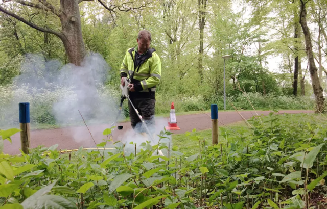 Bestrijding van Japanse duizendknoop door middel van rootwave