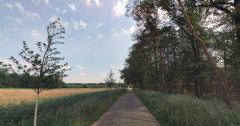 Witte bomen