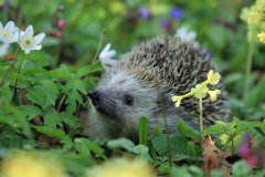 egel in de tuin