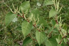 Japanse duizendknoop