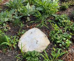Voorbeeld van een steen op een urnengraf voor kinderen. De steen is plat, rond en beige gekleurd. Rondom de steen staat planten.