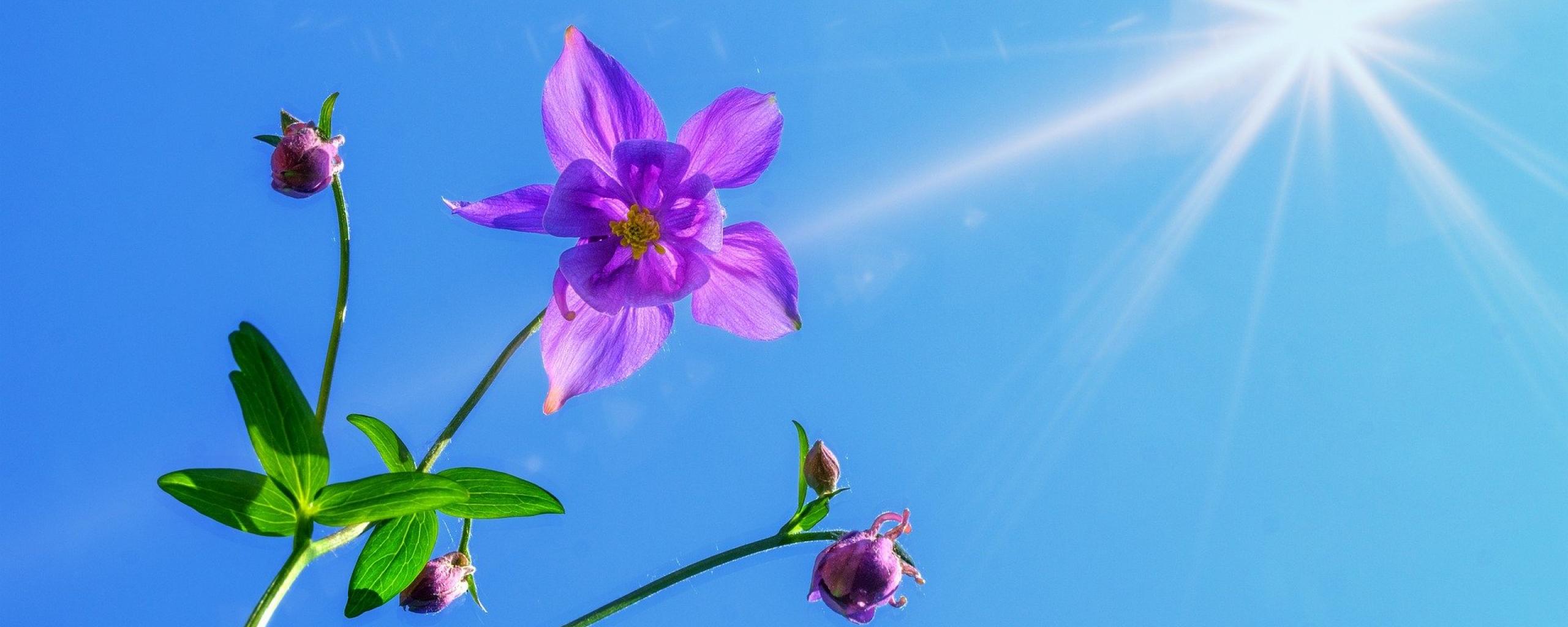 Zonnestralen op bloemetje